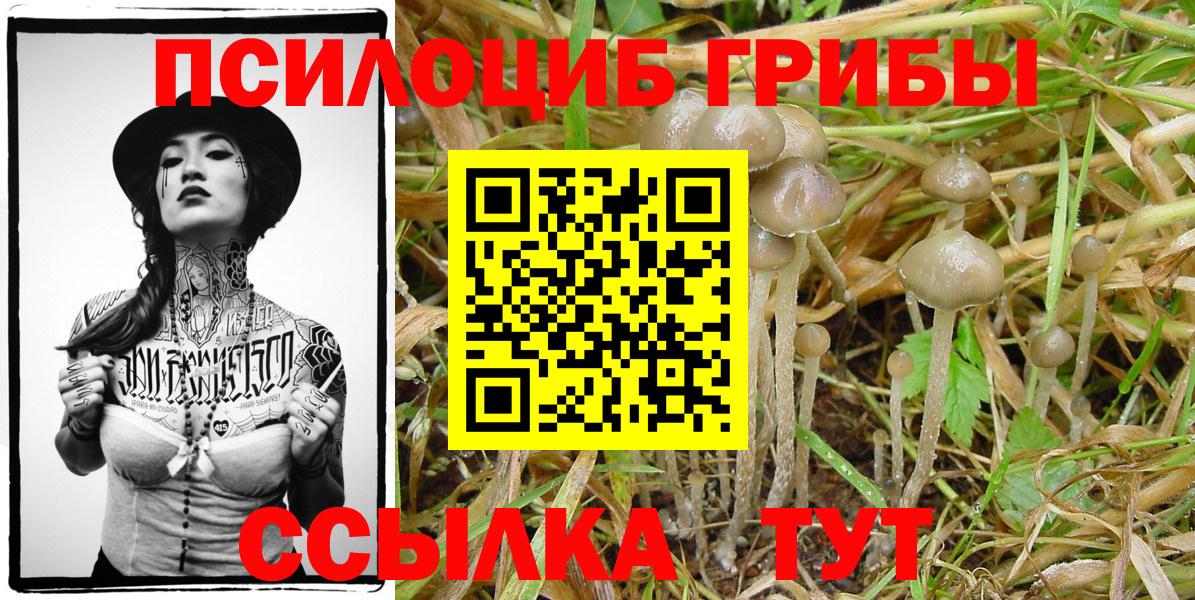 Пермь  Псилоцибиновые грибы Psilocybine cubensis  Вход с VPN 